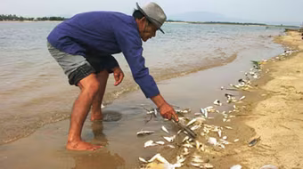 Thủ tướng chỉ đạo: Nếu cần, mời chuyên gia quốc tế làm rõ nguyên nhân cá chết hàng loạt