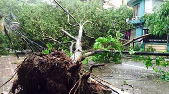 Sở Xây dựng Hà Nội trả lời nguyên nhân khiến gần 3.000 cây xanh đổ trong mưa bão