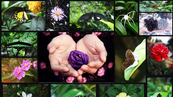 Toyota Việt Nam xử lý nước thải thành nước sinh hoạt 