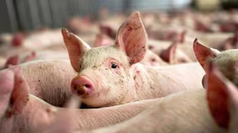 Cảnh bảo người xuất khẩu lợn sang Trung Quốc