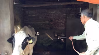 Giá thu mua sữa tươi ở Việt Nam đắt nhất thế giới?