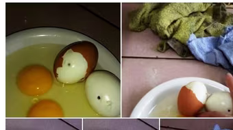 Không thể có chuyện trứng gà bị tiêm máu nhiễm HIV