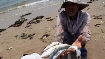 Đề nghị xây dựng bản đồ vùng biển cấm khai thác cá tầng đáy sau sự cố Formosa