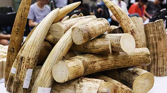 Nghiền nát, chôn lấp 2 tấn ngà voi và 70kg sừng tê giác