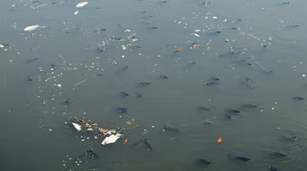 Cá chết ngửa bụng trên kênh Nhiêu Lộc - Thị Nghè ở TP.HCM