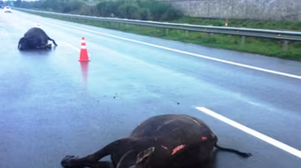 2 con trâu đi vào cao tốc bị ô tô tông chết