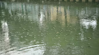 Hàng triệu con cá nổi dày đặc trên kênh Nhiêu Lộc – Thị Nghè