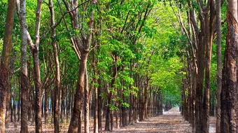 Điều tra vụ "giang hồ" thao túng phiên đấu giá lô cao su trị giá gần 50 tỷ đồng