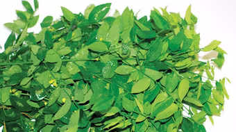 Rau ngót bổ dưỡng, chữa bệnh