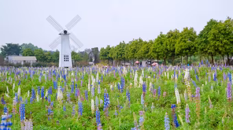 Có một cánh đồng hoa đậu lupin giữa lòng Hà Nội 