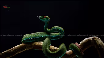 Thu hồi giải Nhất cuộc thi ảnh "Thiên nhiên hoang dã" 2025