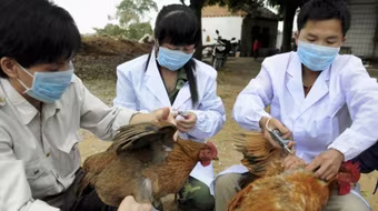 Cúm A/H5N1 bùng phát ở Campuchia, đã có 1 người tử vong, nguy cơ lây sang Việt Nam rất lớn