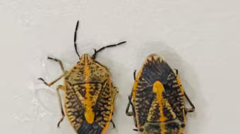 Cấp cứu 5 người nhập viện do ăn bọ xít rang, 2 người bị liệt cơ