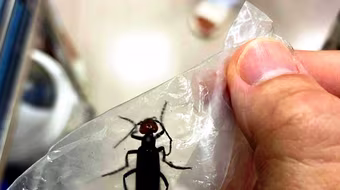 Rán sâu ban miêu để ăn, người đàn ông nhập viện cấp cứu