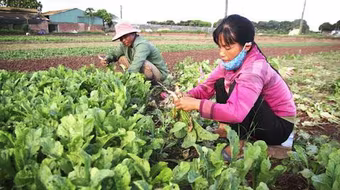 Năm 2021: Việt Nam có hơn 98 triệu người