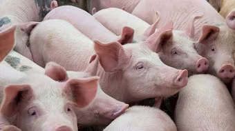 Giá lợn hơi giảm xuống dưới 60.000 đồng/kg