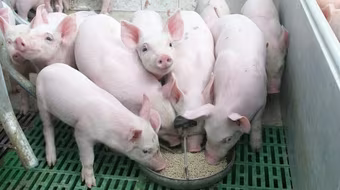 Giá lợn hơi tiếp tục giảm