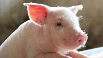 Giá lợn hơi hạ xuống còn 55.000 đồng/kg