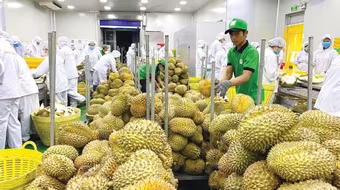 31 mặt hàng có kim ngạch xuất khẩu vượt 1 tỷ USD trong 10 tháng đầu năm