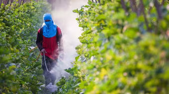 EU từ bỏ kế hoạch cắt giảm thuốc trừ sâu, doanh nghiệp xuất khẩu Việt Nam cần làm gì?