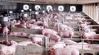 Giá lợn hơi bắt đầu giảm nhẹ