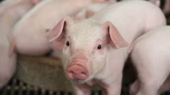 Giá lợn hơi tiếp tục xuống thấp, ghi nhận mức 48.000 đồng/kg