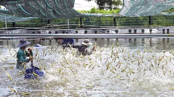 Trung Quốc và CPTPP dẫn đầu thị trường nhập khẩu tôm từ Việt Nam