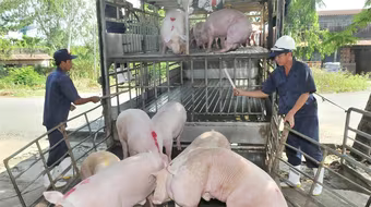 Giá lợn hơi phục hồi mạnh, tăng 9.000 đồng/kg