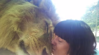 Công viên nơi du khách có thể hôn sư tử