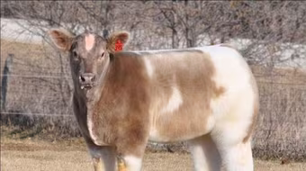 Loài "bò lông" mới xuất hiện tại Mỹ