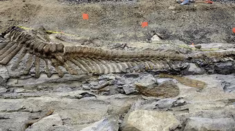Mexico: Phát hiện hóa thạch đuôi khủng long dài 5m