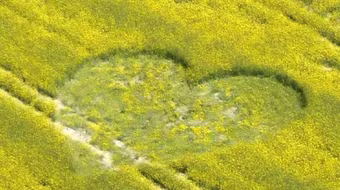 Hình ảnh kỳ lạ trên những cánh đồng