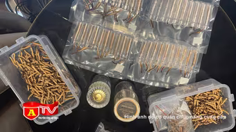 Tạm giữ số lượng lớn đông trùng hạ thảo Tây Tạng không rõ nguồn gốc 