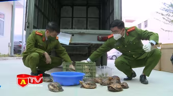 Phát hiện vụ vận chuyển 100 cá thể rùa từ Đà Nẵng ra Hà Nội tiêu thụ