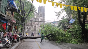 Xà cừ cổ thụ bật gốc đè bẹp nhà dân