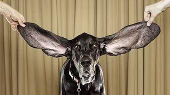 Harbor- con chó có tai dài nhất thế giới