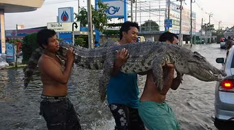 Hãi hùng cảnh cá sấu xổng chuồng trong lũ ở Thái Lan