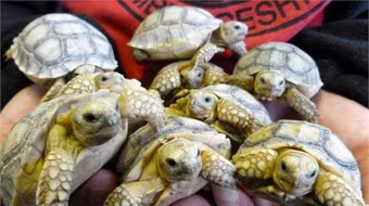 Rùa siêu "mắn" sinh hạ...45 con