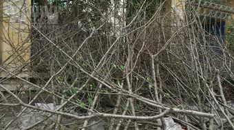 Chiều 30 Tết: Quất, đào tả tơi