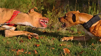 HN: Thực hư chuyện rộ mốt nuôi “chó điên”