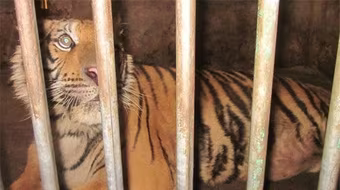 Nghệ An: Chờ ý kiến chủ tịch tỉnh, xử lý hổ nặng 170kg