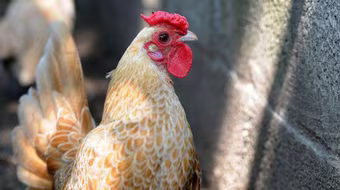 "Mỹ kê vảy cá" hút hồn dân chơi