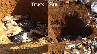 Móc hố chôn tiêu hủy, lấy trộm 94 cá thể rùa quý hiếm