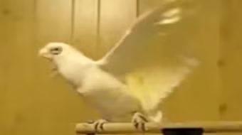 Con vẹt nhảy múa điệu nghệ theo "nhạc sàn"