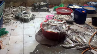 Nhìn cảnh này, ai còn dám ăn mực "tươi", trắng bóc?