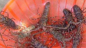 Tôm hùm chết hàng loạt, thiệt hại gần 30 tỉ đồng