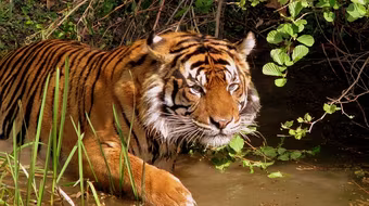 Việt Nam chỉ còn chưa đầy 30 con hổ hoang dã