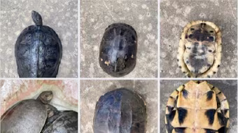 Phát hiện đầu nậu chuyên buôn bán rùa trái phép liên tỉnh