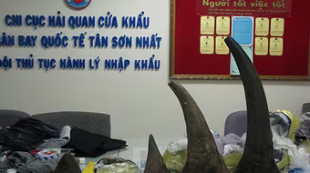 Bắt lượng lớn sừng tê giác nhập lậu qua sân bay Tân Sơn Nhất