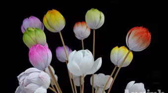 Có một loài sen nở mà khó tàn phai